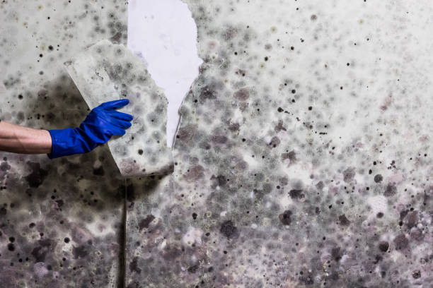 Professional Mold Remediation in Long Beach, IN
